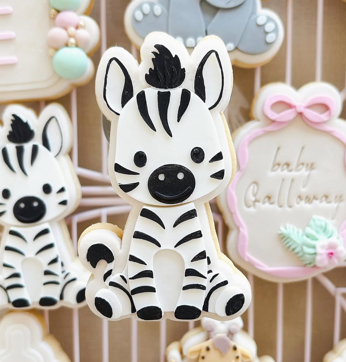 Zebra