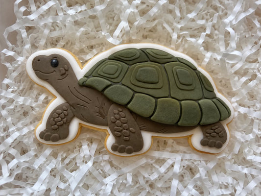 Tortoise